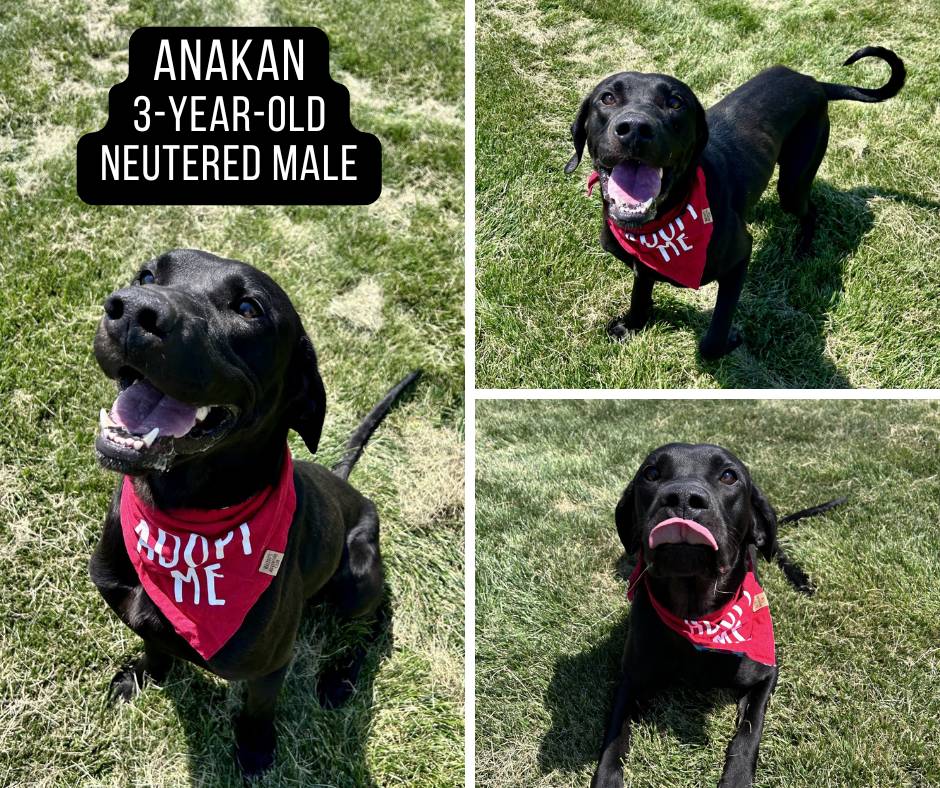 Anakin - Copy